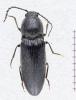 Hemicrepidius sp.